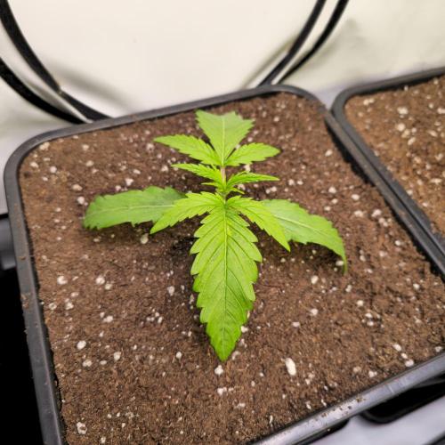 Cali Crasher. Week 2