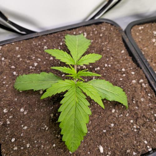 Cali Crasher. Week 2