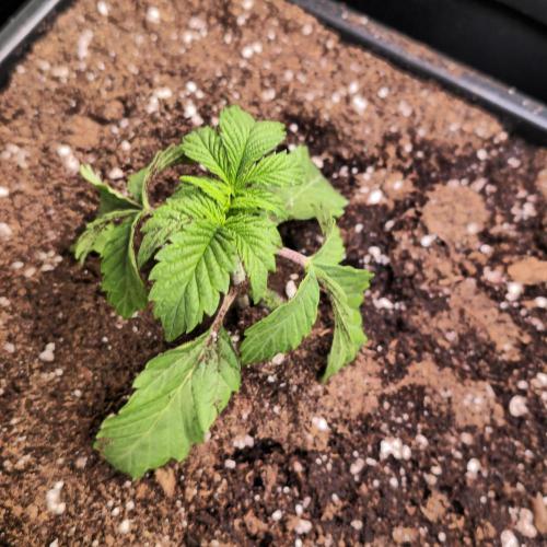 Drizle Pickle. Week 2