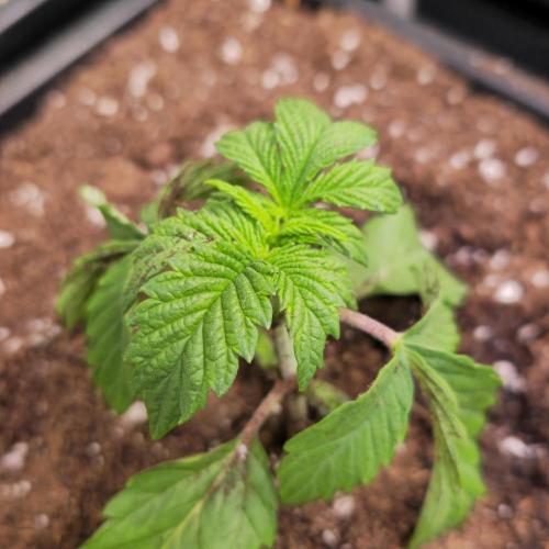 Drizle Pickle. Week 2