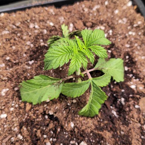 Drizle Pickle. Week 2