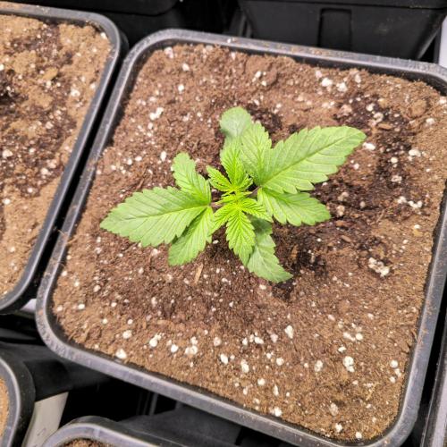 Biscotti Vanilla. Week 2