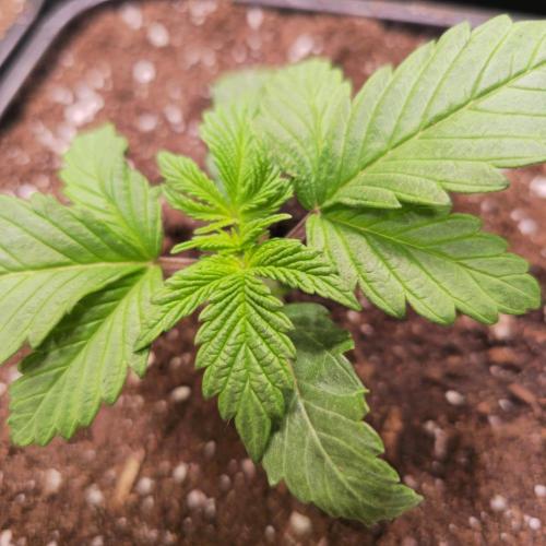 Biscotti Vanilla. Week 2