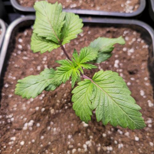 Permanent Marker. Week 2