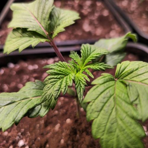 Permanent Marker. Week 2