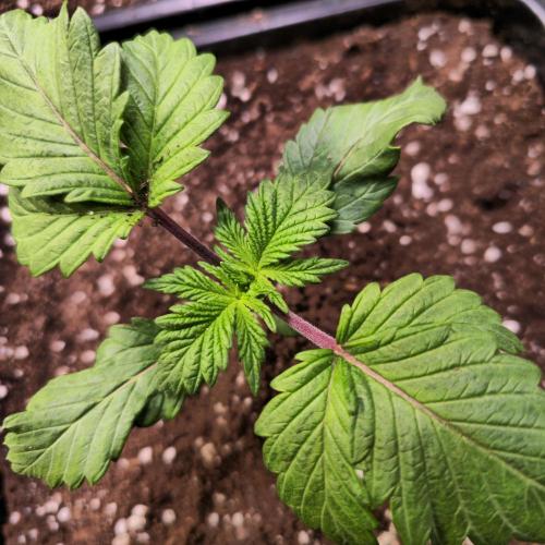 Permanent Marker. Week 2