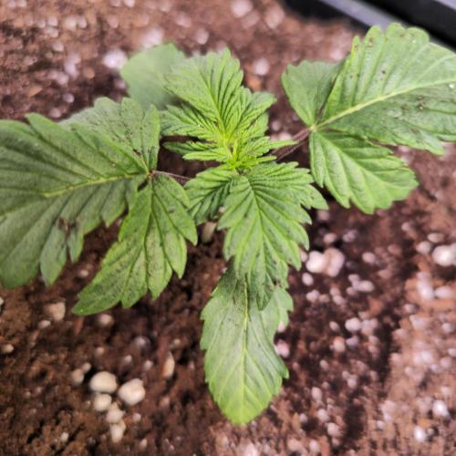 Mimosa Cherry Kush. Week 2