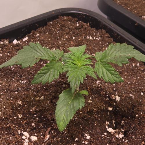 Mimosa Cherry Kush. Week 2