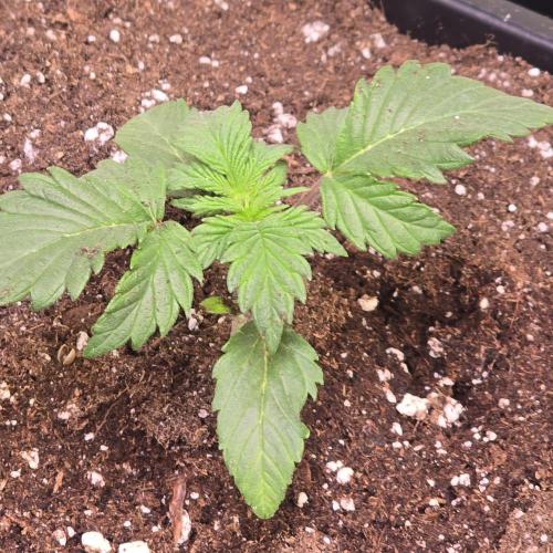 Mimosa Cherry Kush. Week 2