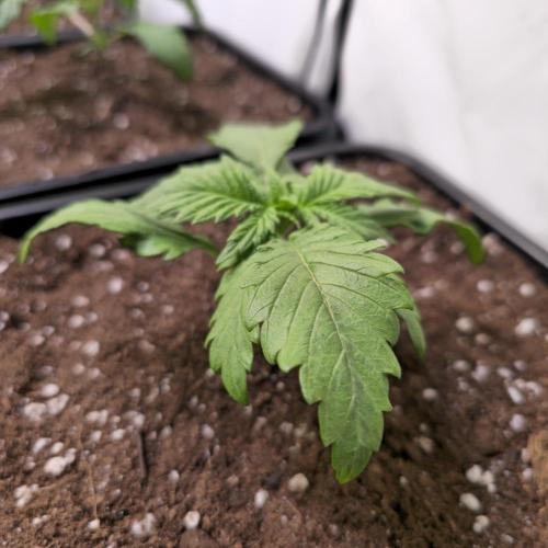 A.Moonrocks #3. Week 2