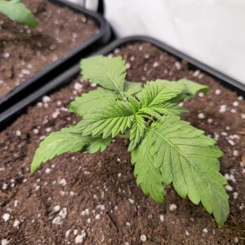 A.Moonrocks #3. Week 2