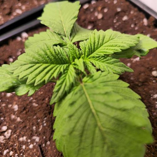 A.Moonrocks #3. Week 2