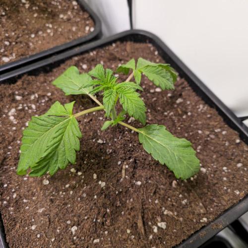 Guava Spritz. Week 2