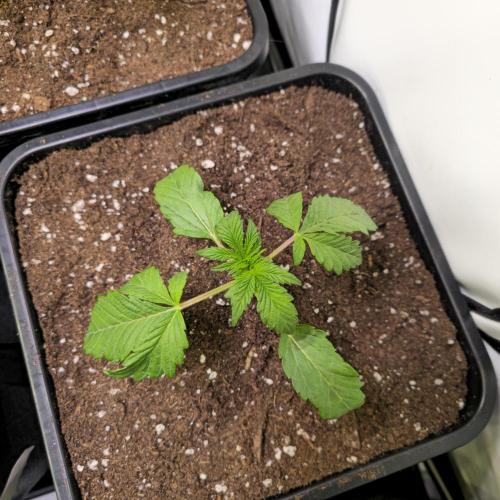 Guava Spritz. Week 2