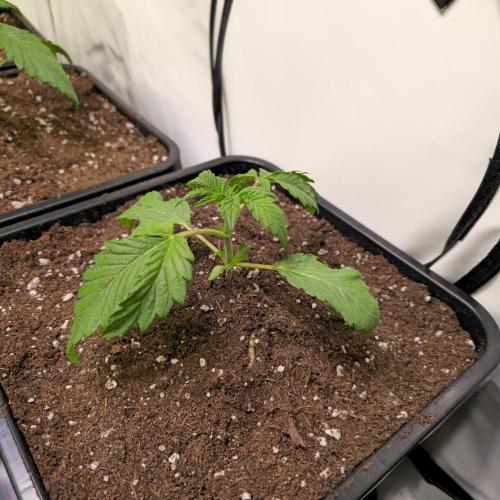 Guava Spritz. Week 2