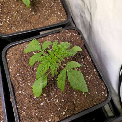 Strawberry Cola Sherbet. Week 2
