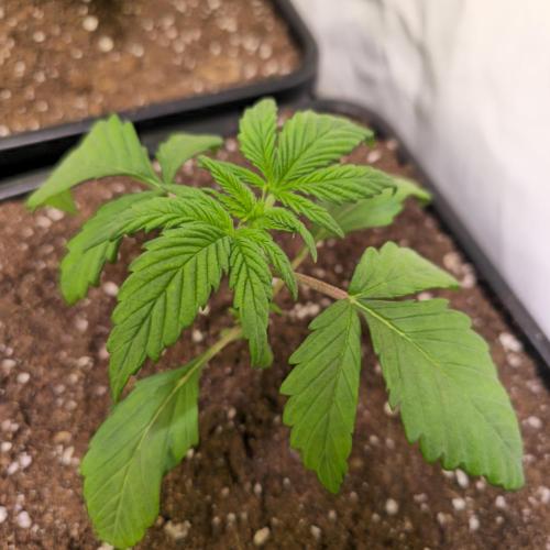 Strawberry Cola Sherbet. Week 2