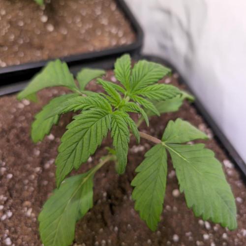 Strawberry Cola Sherbet. Week 2