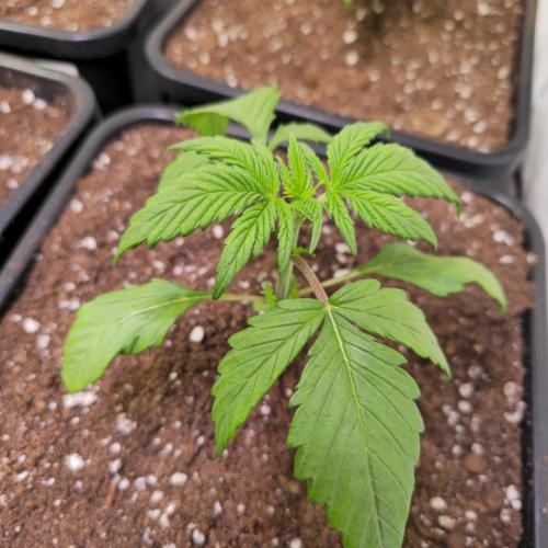 Strawberry Cola Sherbet. Week 2