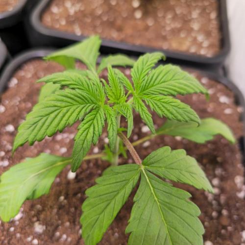 Strawberry Cola Sherbet. Week 2