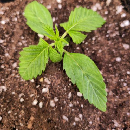 Lemon Mandarin #2. Week 2