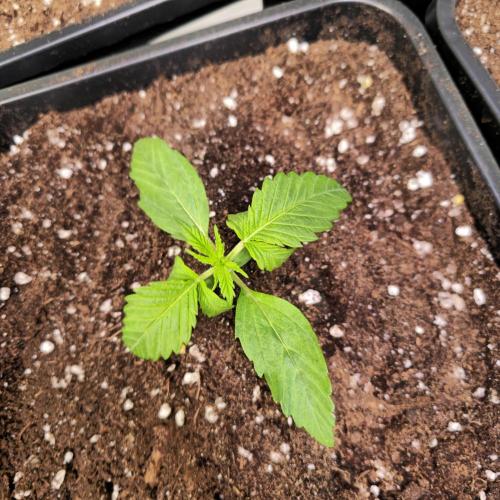 Lemon Mandarin #2. Week 2