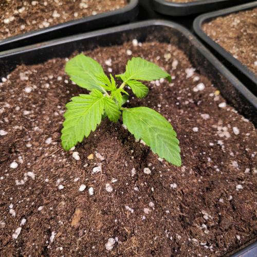 Lemon Mandarin #2. Week 2