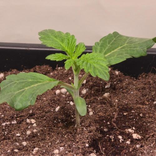 Barcelona Puff. Week 2