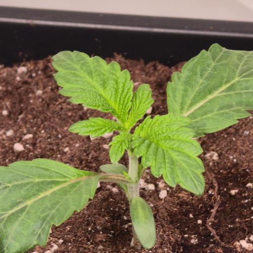 Barcelona Puff. Week 2