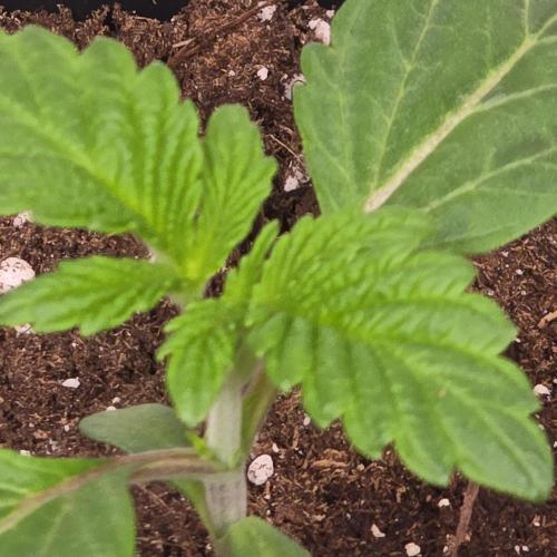 Barcelona Puff. Week 2