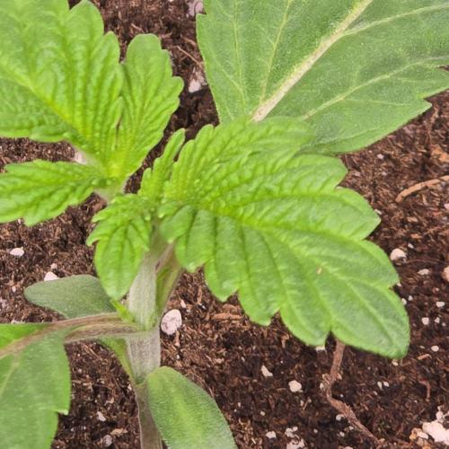 Barcelona Puff. Week 2