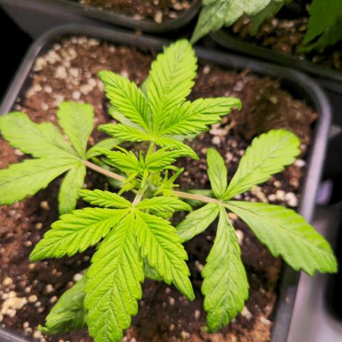 AutoflowerWorldCupBeingThereIsEverything. Week 3