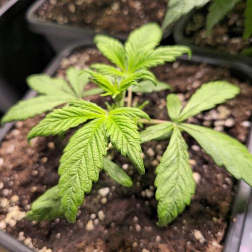 AutoflowerWorldCupBeingThereIsEverything. Week 3