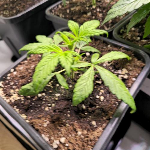 AutoflowerWorldCupBeingThereIsEverything. Week 3