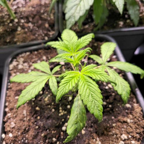 AutoflowerWorldCupBeingThereIsEverything. Week 3