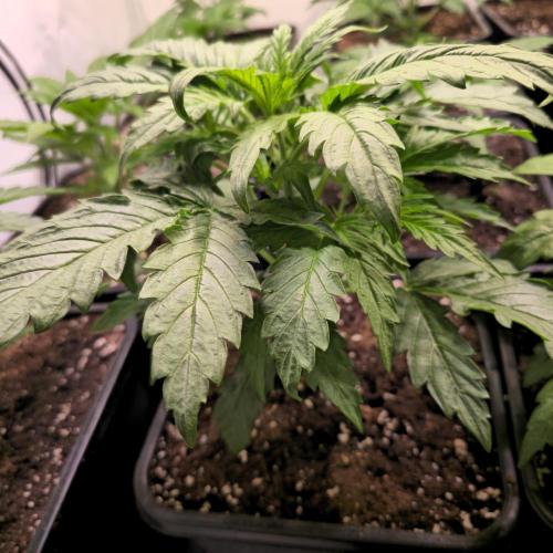 AutoflowerWorldCupBeingThereIsEverything. Week 3