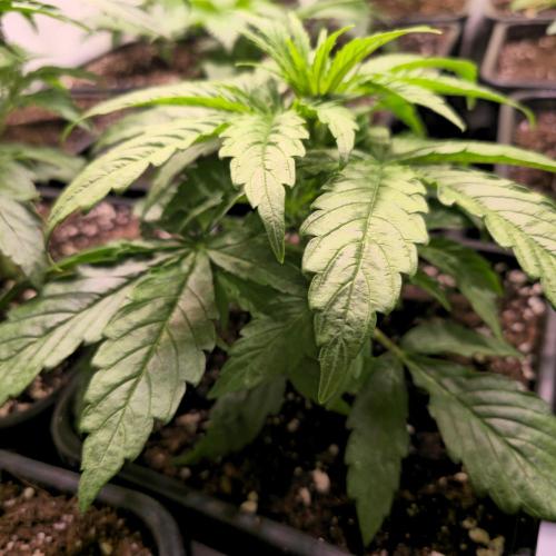 AutoflowerWorldCupBeingThereIsEverything. Week 3