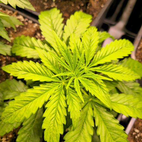 AutoflowerWorldCupBeingThereIsEverything. Week 3