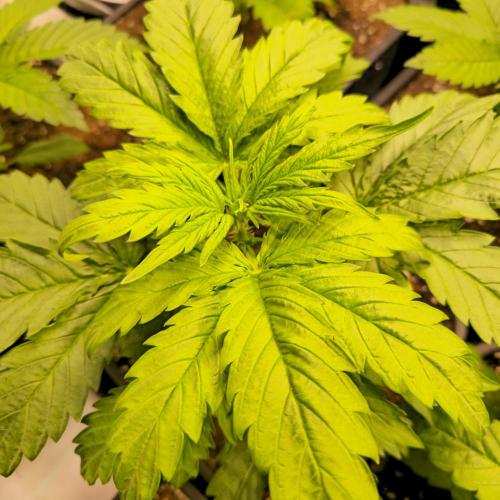 AutoflowerWorldCupBeingThereIsEverything. Week 3