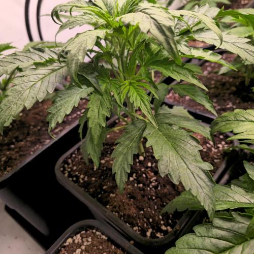 AutoflowerWorldCupBeingThereIsEverything. Week 3