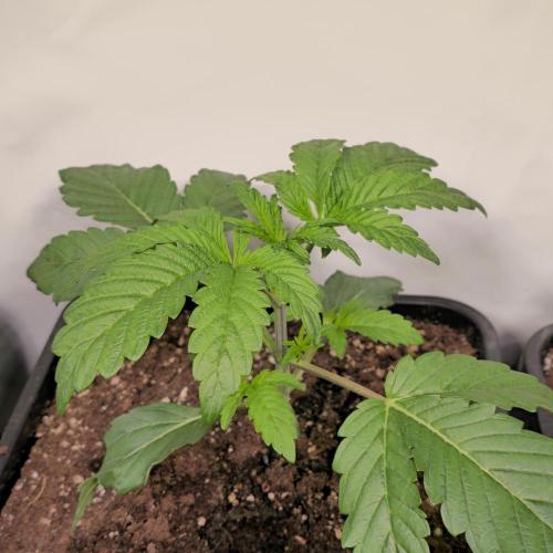 Barcelona Puff. Week 3