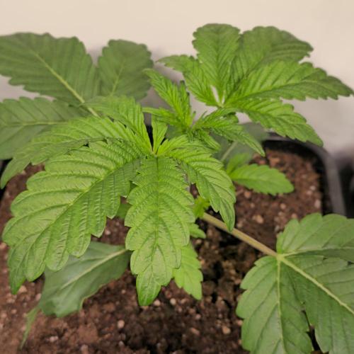 Barcelona Puff. Week 3