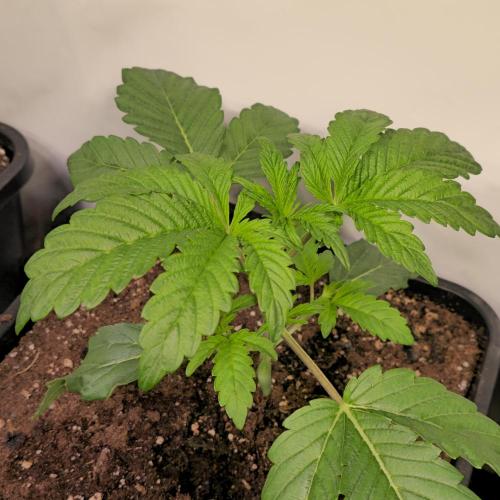 Barcelona Puff. Week 3