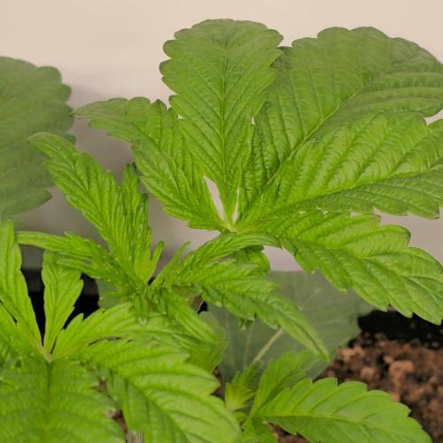 Barcelona Puff. Week 3