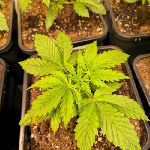 Lemon Mandarin #2. Week 3