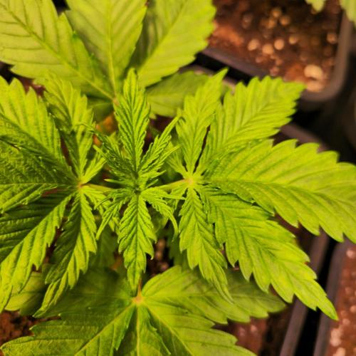 Lemon Mandarin #2. Week 3