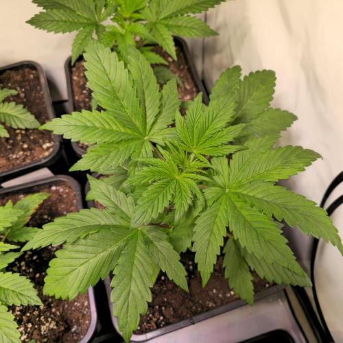 Strawberry Cola Sherbet. Week 3