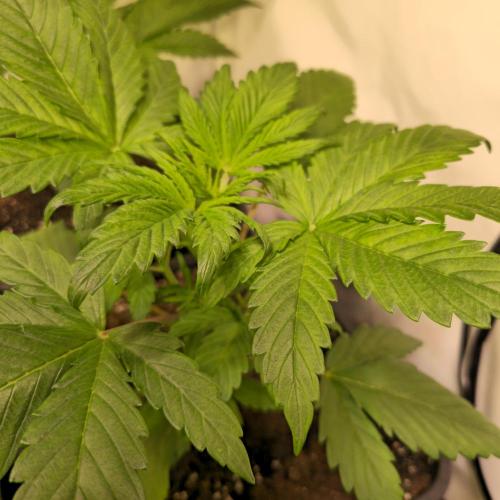 Strawberry Cola Sherbet. Week 3