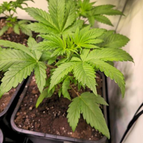 Strawberry Cola Sherbet. Week 3