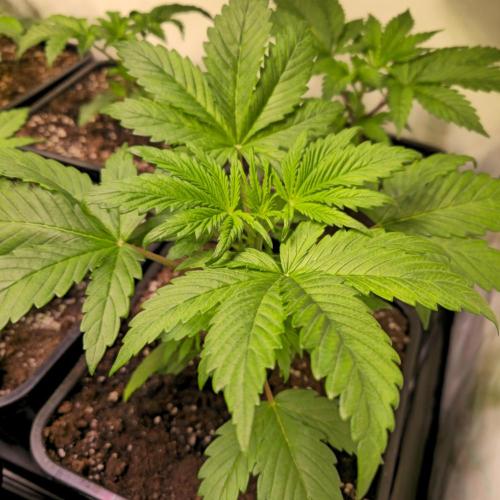 Strawberry Cola Sherbet. Week 3